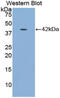 Insulin Like Growth Factor Binding Protein 1 antibody, abx104395, Abbexa, Enzyme Linked Immunosorbent Assay image 
