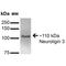 Neuroligin 3 antibody, MA5-27621, Invitrogen Antibodies, Western Blot image 