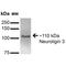 NLGN3 antibody, MA5-27621, Invitrogen Antibodies, Western Blot image 