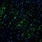 Chromosome 17 Open Reading Frame 75 antibody, PA5-52046, Invitrogen Antibodies, Immunofluorescence image 