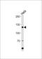 Histone Cell Cycle Regulator antibody, PA5-13269, Invitrogen Antibodies, Western Blot image 