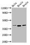 ERGIC And Golgi 2 antibody, LS-C673844, Lifespan Biosciences, Western Blot image 