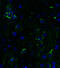 TNF Receptor Superfamily Member 10b antibody, 2421, QED Bioscience, Immunofluorescence image 