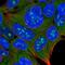 Mucolipin 3 antibody, NBP1-83791, Novus Biologicals, Immunofluorescence image 