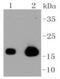 Caveolin 3 antibody, NBP2-67424, Novus Biologicals, Western Blot image 
