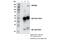 Zinc Finger MYND-Type Containing 8 antibody, 33625S, Cell Signaling Technology, Immunoprecipitation image 