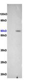 Integrin Subunit Beta 3 antibody, orb10946, Biorbyt, Western Blot image 