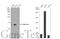 Galectin 1 antibody, GTX101566, GeneTex, Western Blot image 