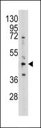 SAHH antibody, LS-C98602, Lifespan Biosciences, Western Blot image 