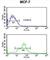 Proliferation-Associated 2G4 antibody, abx031744, Abbexa, Western Blot image 