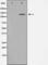Histone Deacetylase 5 antibody, abx010907, Abbexa, Western Blot image 