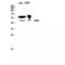 STK11 antibody, LS-C384379, Lifespan Biosciences, Western Blot image 