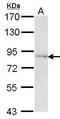 Fas Associated Factor 1 antibody, GTX102369, GeneTex, Western Blot image 