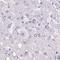 Ankyrin Repeat Domain 45 antibody, PA5-56809, Invitrogen Antibodies, Immunohistochemistry frozen image 