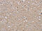 RAP1B, Member Of RAS Oncogene Family antibody, CSB-PA834666, Cusabio, Immunohistochemistry paraffin image 
