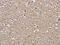 Ras-related protein Rap-1b antibody, CSB-PA834666, Cusabio, Immunohistochemistry paraffin image 