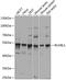 RuvB Like AAA ATPase 1 antibody, 15-421, ProSci, Western Blot image 