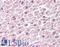 TAR DNA Binding Protein antibody, LS-B321, Lifespan Biosciences, Immunohistochemistry paraffin image 