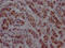 GATA Binding Protein 3 antibody, CSB-RA196111A0HU, Cusabio, Immunohistochemistry frozen image 