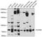 Plexin B2 antibody, 13-409, ProSci, Western Blot image 