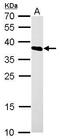 Heterogeneous Nuclear Ribonucleoprotein A1 antibody, GTX106208, GeneTex, Western Blot image 