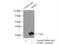 AE Binding Protein 2 antibody, 11232-2-AP, Proteintech Group, Immunoprecipitation image 