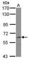 Bridging Integrator 2 antibody, LS-C155633, Lifespan Biosciences, Western Blot image 