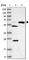 Pyridine nucleotide-disulfide oxidoreductase domain-containing protein 2 antibody, HPA037566, Atlas Antibodies, Western Blot image 