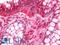 Proteasome Subunit Beta 2 antibody, LS-C211110, Lifespan Biosciences, Immunohistochemistry frozen image 
