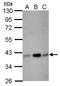 Cytokine Induced Apoptosis Inhibitor 1 antibody, GTX111212, GeneTex, Western Blot image 