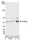 Nampt antibody, A300-779A, Bethyl Labs, Western Blot image 