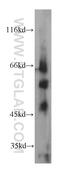 Tripartite Motif Containing 46 antibody, 21026-1-AP, Proteintech Group, Western Blot image 
