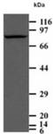 Periostin antibody, ADI-905-889-100, Enzo Life Sciences, Western Blot image 