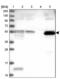 Glutamyl-TRNA Amidotransferase Subunit B antibody, NBP1-80925, Novus Biologicals, Western Blot image 