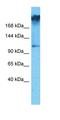 WD Repeat Domain 7 antibody, orb324948, Biorbyt, Western Blot image 