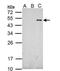 Tripartite Motif Containing 27 antibody, NBP2-19302, Novus Biologicals, Western Blot image 