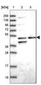 Actin Related Protein 3 antibody, NBP2-33477, Novus Biologicals, Western Blot image 