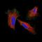 Myosin X antibody, NBP1-87748, Novus Biologicals, Immunocytochemistry image 