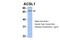 Acyl-CoA Synthetase Long Chain Family Member 1 antibody, PA5-68573, Invitrogen Antibodies, Western Blot image 