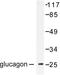 Glucagon antibody, LS-C176038, Lifespan Biosciences, Western Blot image 