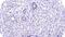 DNA Methyltransferase 3 Like antibody, NBP2-39076, Novus Biologicals, Immunohistochemistry frozen image 