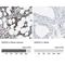 Annexin A3 antibody, NBP1-90155, Novus Biologicals, Immunohistochemistry paraffin image 