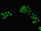 Thioredoxin-like U5 snRNP protein U5-15kD antibody, LS-C671622, Lifespan Biosciences, Immunofluorescence image 