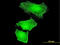 Cullin 2 antibody, LS-C198566, Lifespan Biosciences, Immunofluorescence image 