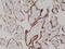  antibody, NBP2-77412, Novus Biologicals, Immunohistochemistry frozen image 