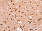 Fucosyltransferase 8 antibody, CSB-PA557036, Cusabio, Immunohistochemistry paraffin image 