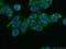 Tyrosyl-TRNA Synthetase 2 antibody, 17150-1-AP, Proteintech Group, Immunofluorescence image 