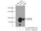 AFG3 Like Matrix AAA Peptidase Subunit 2 antibody, 14631-1-AP, Proteintech Group, Immunoprecipitation image 