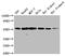 Tubulin antibody, CSB-MA025318A0m, Cusabio, Western Blot image 