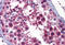 Serine/Threonine Kinase 38 antibody, MBS245972, MyBioSource, Immunohistochemistry frozen image 